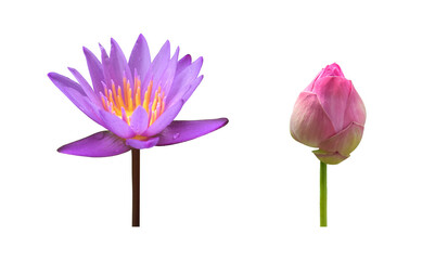isolated single violet waterlily or lotus flower with clipping paths.