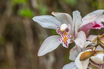 Cymbidium insigne Rolfe., Beautiful rare wild orchids in tropical forest of Thailand.