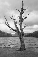 Buttermere lone tree.