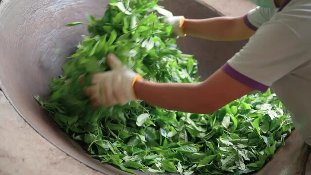 The process of roasting fresh tea leaves in a traditional cast iron skillet