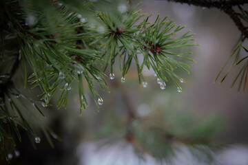 Naklejka na ściany i meble branches of a pine tree with water drops 