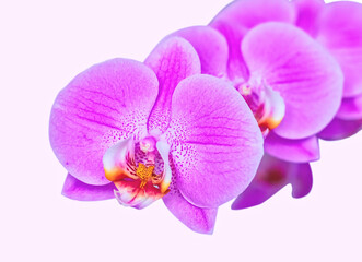 Fototapeta na wymiar Beautiful orchid on pink background. Phalaenopsis in bloom
