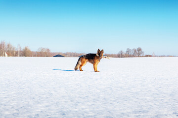 Dog German shepherd on a walk in winter, holding a stick in his mouth, standing and looking at the camera, general plan, winter landscape, blue sky.