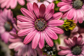 Pink and lavender Cape Marguerite daisies . Multiple blooms . Overhead view