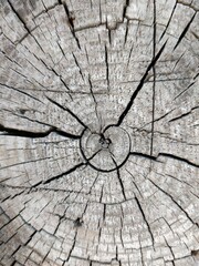 The pattern of the tree in the cross section of the trunk. Cracks in the old tree. Texture gray background.