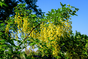 Tree with yellow flowers and buds of Laburnum anagyroides, the common laburnum, golden chain or golden rain, in full bloom in a sunny spring garden, beautiful outdoor floral background.