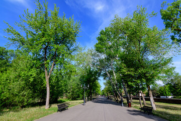 Obraz premium Landscape with old green trees and grey alley in Mogosoaia Park (Parcul Mogosoaia), a weekend attraction close to Bucharest, Romania, in a sunny spring day.