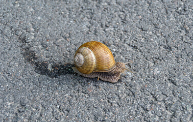 Big garden snail in shell crawling on wet road