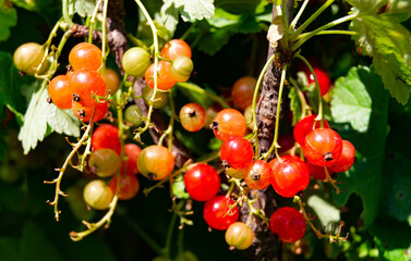 Photography on theme beautiful bush berry red currant