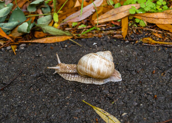 Big garden snail in shell crawling on wet road