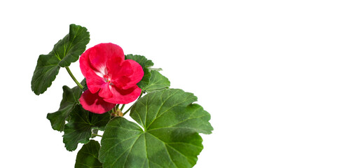 Red geranium flower isolated on white background