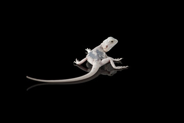 The central bearded white dragon lizard isolated on black background