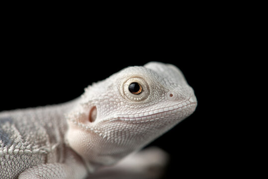 The central bearded white dragon lizard isolated on black background - Powered by Adobe
