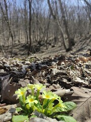 spring in the forest