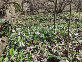 spring in the garden