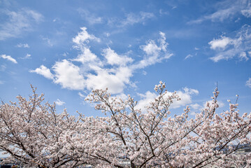 桜と青空