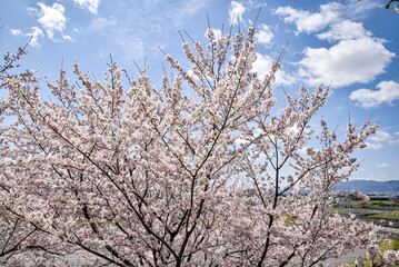 桜と青空