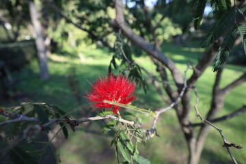 Napoli - Fiore di Calliandra Tweedii nell'Orto Botanico
