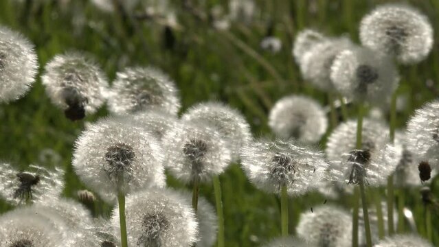 Pusteblumen im Fr&uuml;hjahr vor gr&uuml;nem Hintergrund