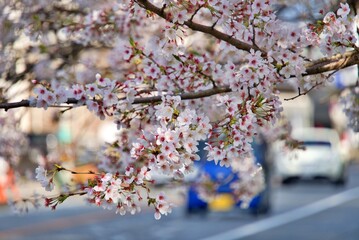 桜と車