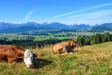 K&uuml;he auf einer Bergweide genie&szlig;en die herrliche Allg&auml;uer Bergwelt.