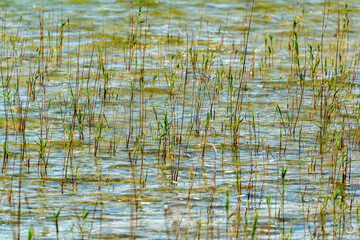 Uferbereich eines Sees mit Schilf und Gras.