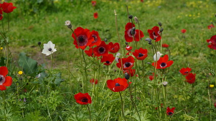 Anemone coronaria , beautiful red spring wild-growing flowers blooms in spring