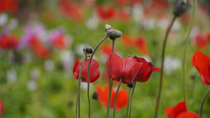 Obraz premium Anemone coronaria , beautiful red spring wild-growing flowers blooms in spring