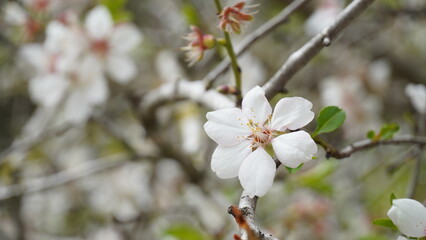 Cluster of almond blossoms in full bloom. Israel