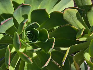 Close-up view of a beautiful Aeonium valverdense plant, endemic in the Canary Islands, with green patterned thick leaves viewed in Gran Canaria, Spain.