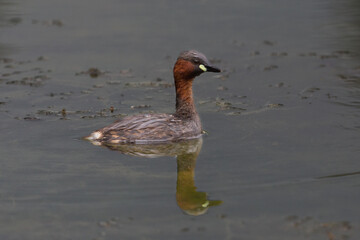 one little grebe (tachybaptus ruficollis) swimming in water