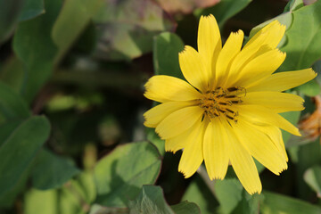 ランダムな花びらの黄色いオオジシバリの花