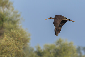 one black stork (ciconia nigra) in flight with blue sky and green trees