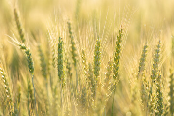 Obraz premium Ripening ears of rye in a field. Field of rye in a summer day. Crops field