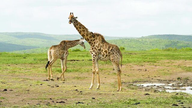 Giraffen im Naturreservat im Hluhluwe Nationalpark S&uuml;dafrika