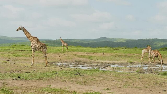 Giraffen im Naturreservat im Hluhluwe Nationalpark S&uuml;dafrika