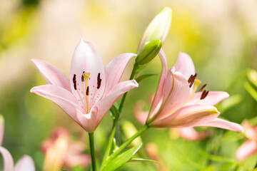 lily flowers in a garden