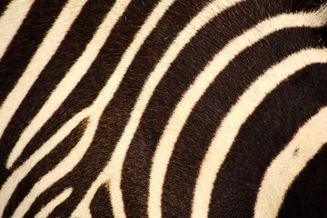 Fototapeta na wymiar Warm black and white zebra skin texture. Abstract animals and nature