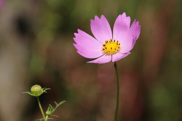 コスモス
