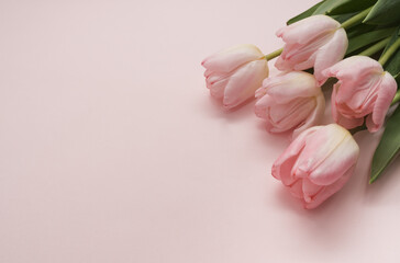 Bouquet of delicate pink tulips on a pink background. Spring time. Copy space