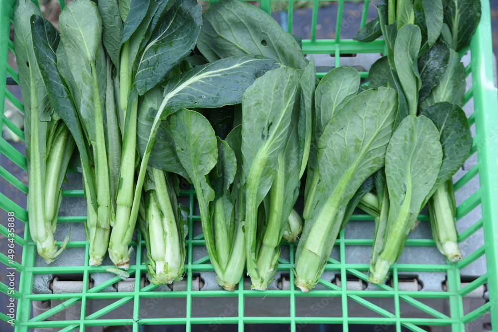 Wall mural Japanese mustard spinach (Komatsuna) cultivation. Komatsuna is popular in the vegetable garden because it can be harvested in about 50 days after sowing and can be cultivated many times a year. 