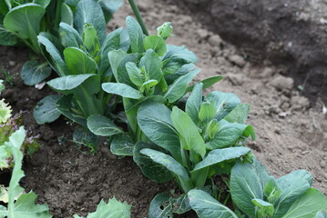 Japanese mustard spinach (Komatsuna) cultivation. Komatsuna is popular in the vegetable garden because it can be harvested in about 50 days after sowing and can be cultivated many times a year. 