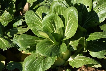 Japanese mustard spinach (Komatsuna) cultivation. Komatsuna is popular in the vegetable garden because it can be harvested in about 50 days after sowing and can be cultivated many times a year. 