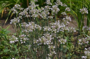 Blooming wild onion, scientific name Allium korolkowii