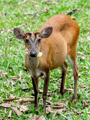 Wild animal female Deer in nature the national park forest Thailand