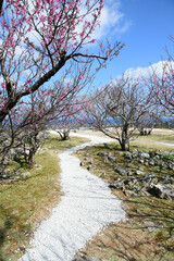 Obraz premium 桜が咲く庭園