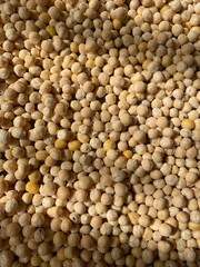 Growing microgreens. Healthy eating concept