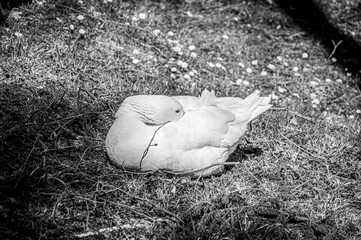 Oca accovacciata sul prato in bianco e nero