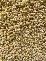 Growing microgreens. Healthy eating concept