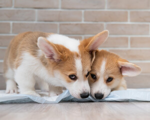 Two pembroke corgi puppies on a disposable diaper. 